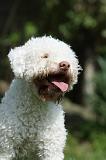 LAGOTTO 013